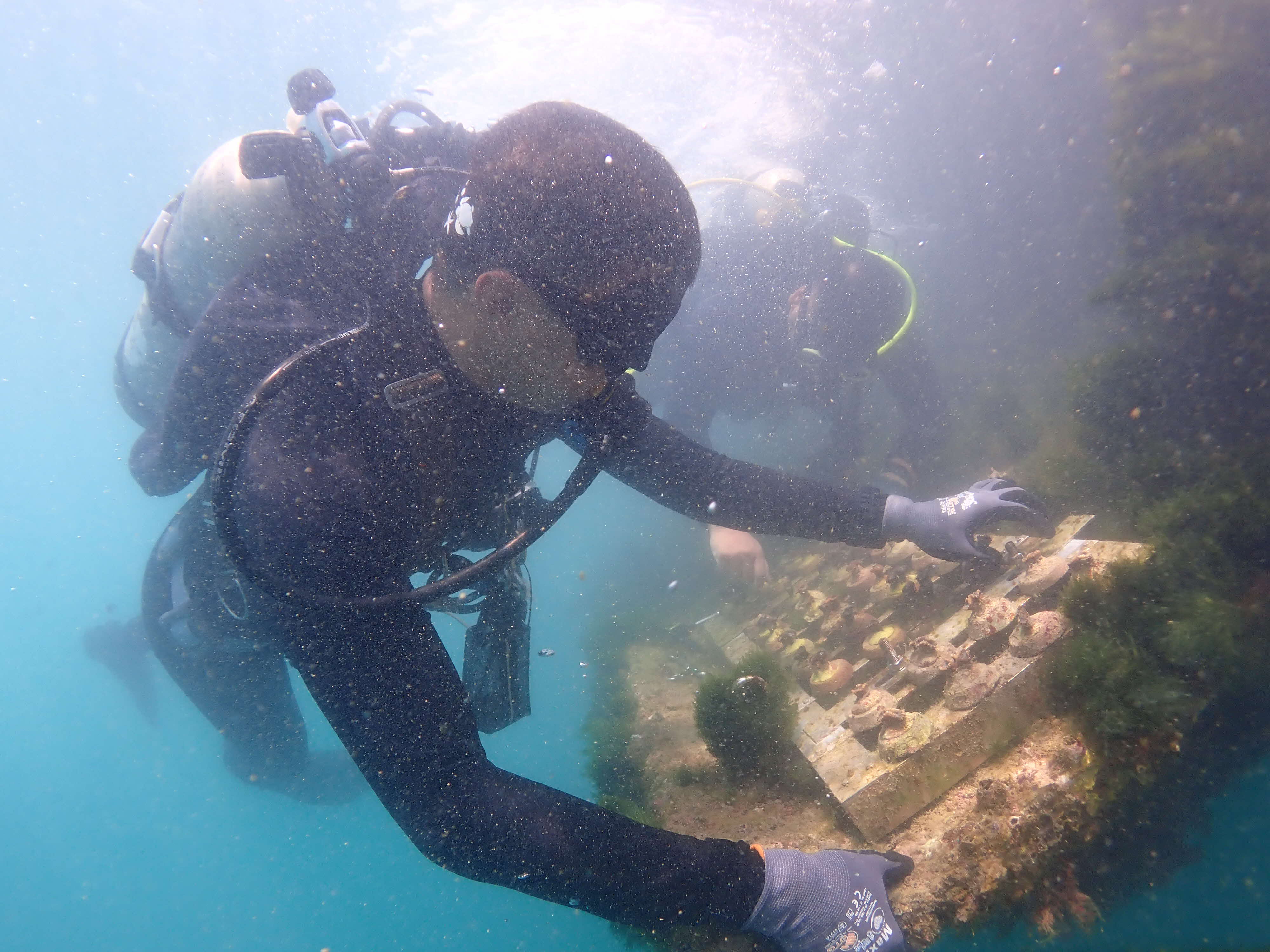 Staff attaching coral to coral panel