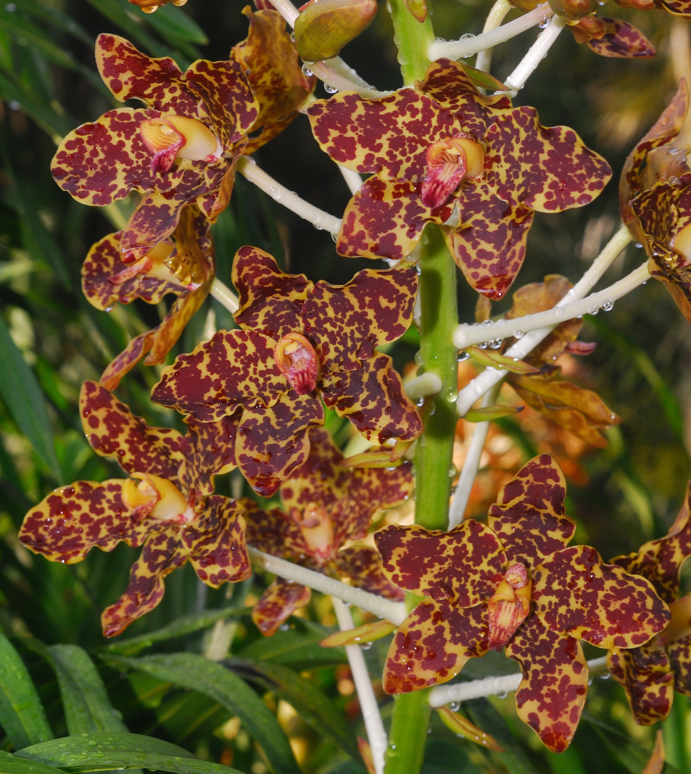 Tiger Orchid